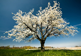 Single blossoming tree in spring.