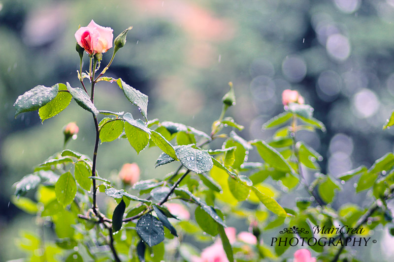 Il Vero Immortale E L Amor