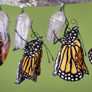 Horror: La fabbrica di farfalle