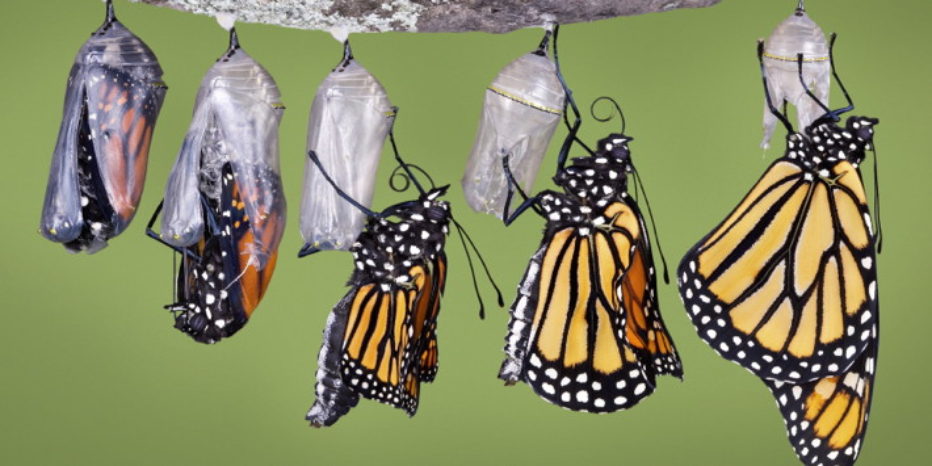 Horror: La fabbrica di farfalle
