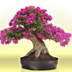 Bonsai di bougainville